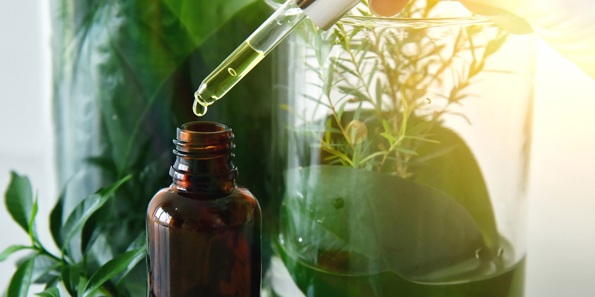 1900x1070_PLANT_POWER