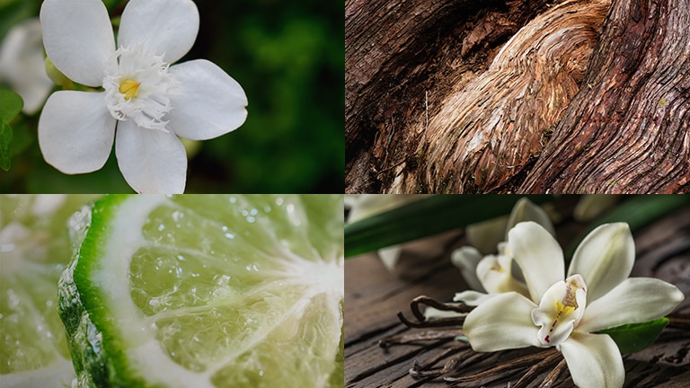 Bergamote, gousses de vanille et notes florales, bois de cèdre et jasmin Bergamote, gousses de vanille et notes florales, bois de cèdre et jasmin