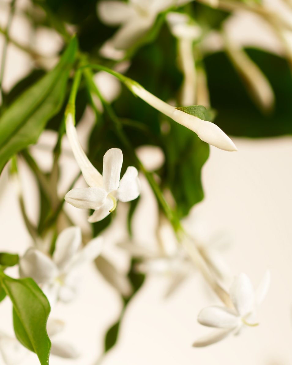 Sweet Jasmine Geurstokjes