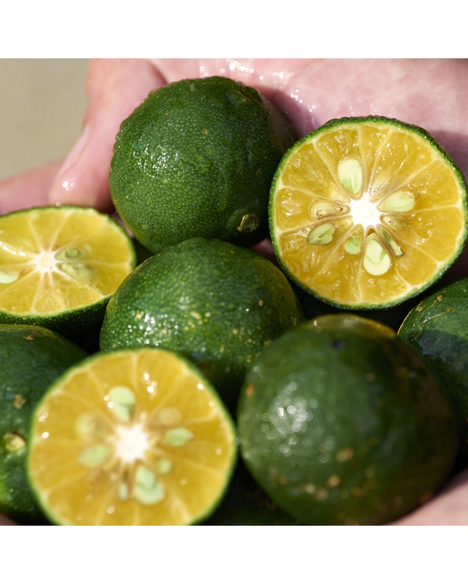 SHIKULIME Color Control Oil-Free Moisturizer SPF30