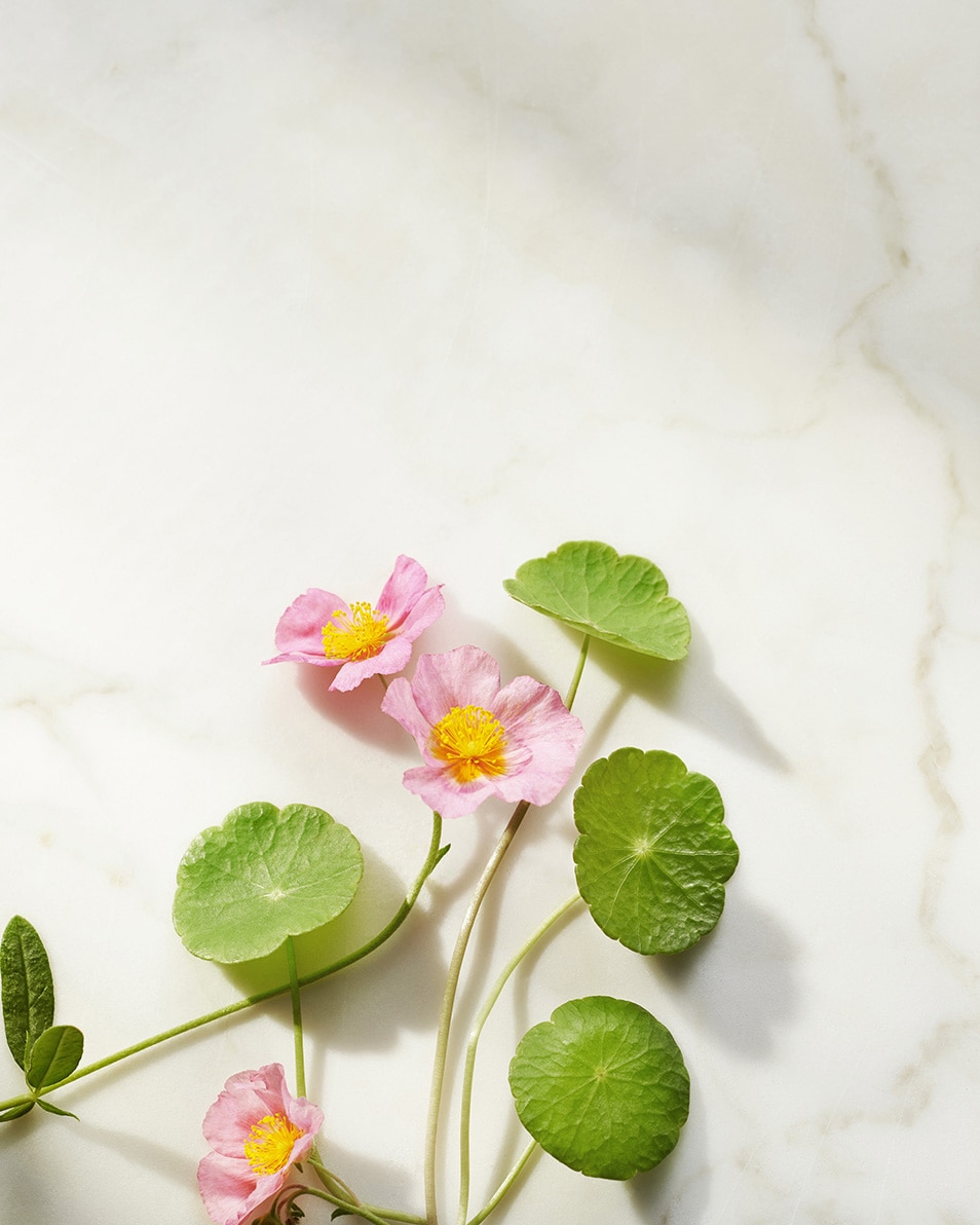 CRÈME DE NUIT RAFFERMISSANTE