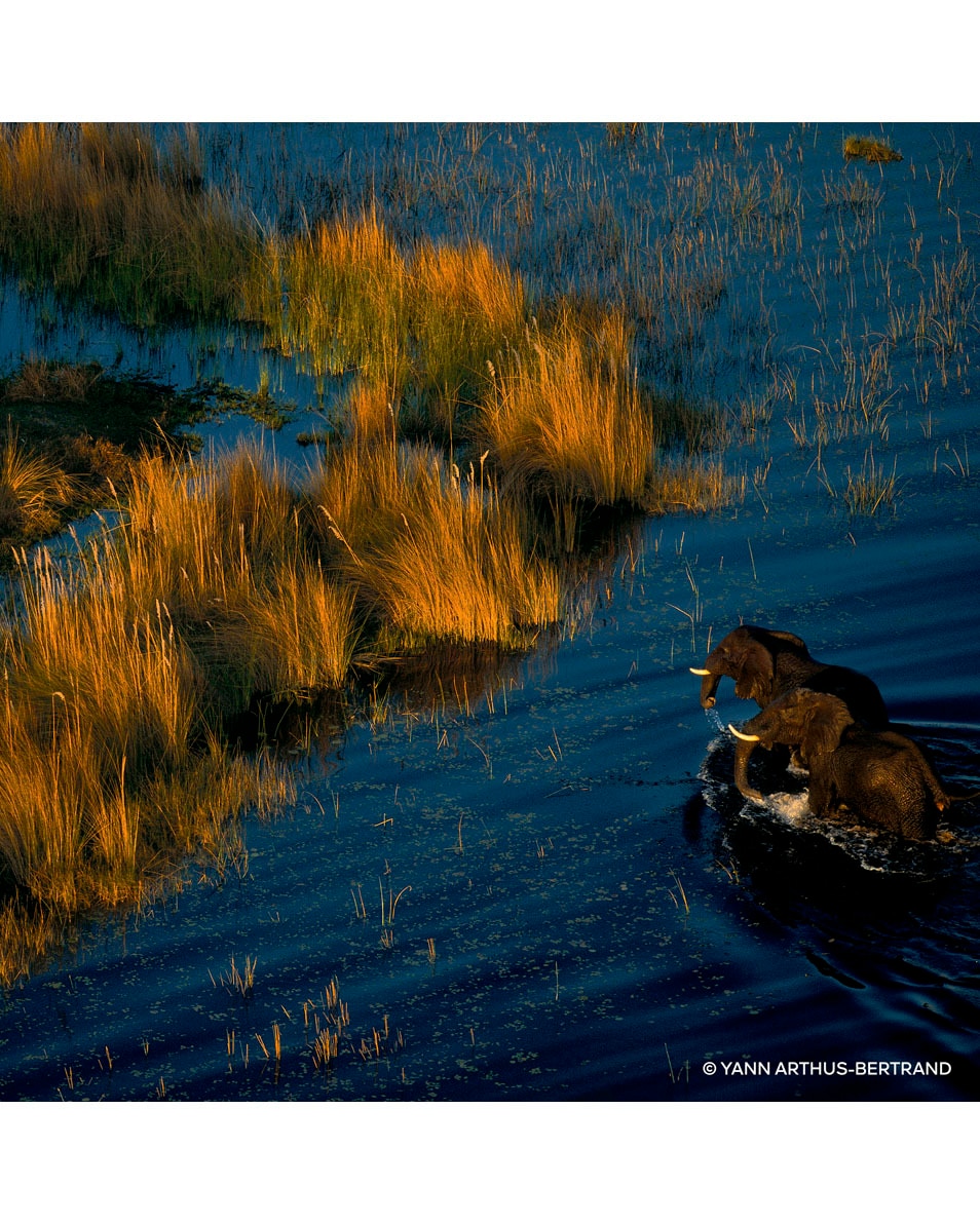 GUERLAIN AQUA ALLEGORIA NEROLIA VETIVER FORTE - EAU DE PARFUM 200 ML 4