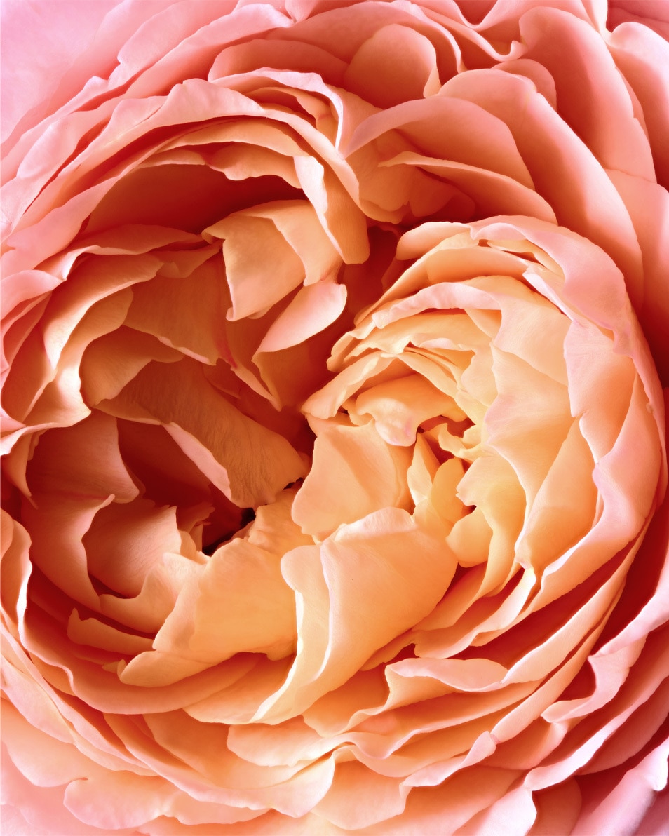 REMINISCENCE Rose Tentation Eau de parfum 50 ML