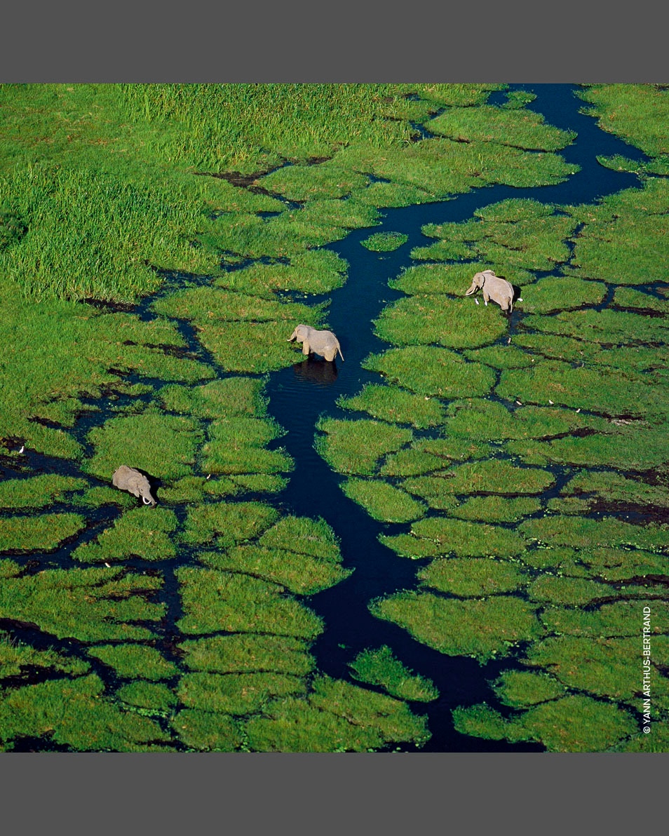 GUERLAIN AQUA ALLEGORIA FLORA CHERRYSIA - EAU DE TOILETTE 75 ML 5