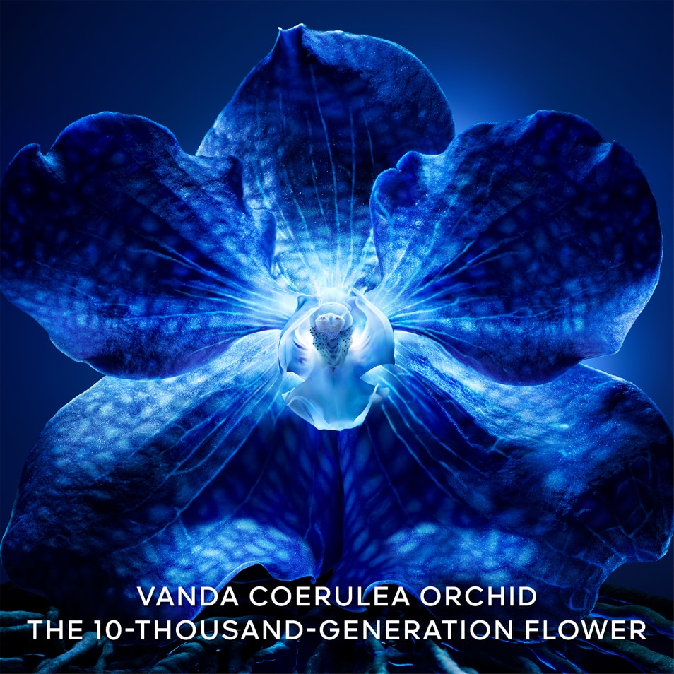 DE LONGEVITY CREAM - DE NAVULLING