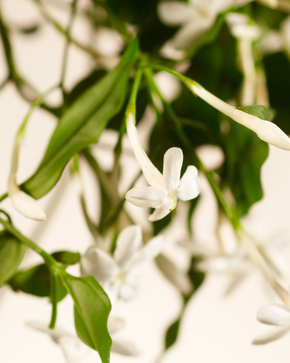 RITUALS PRIVATE COLLECTION Sweet Jasmine Home Perfume 400ml 400 ML 2